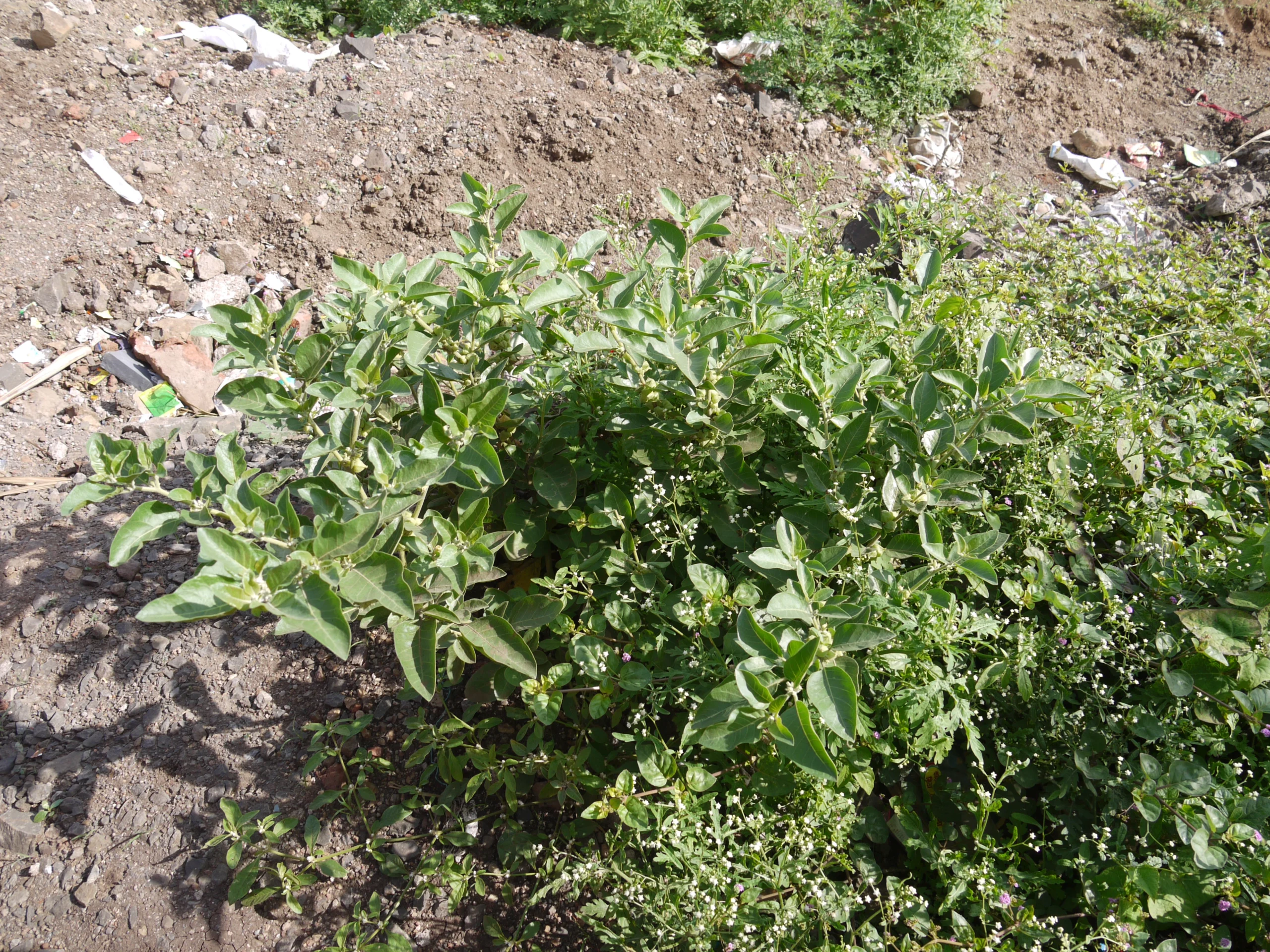 અશ્વગંધા
